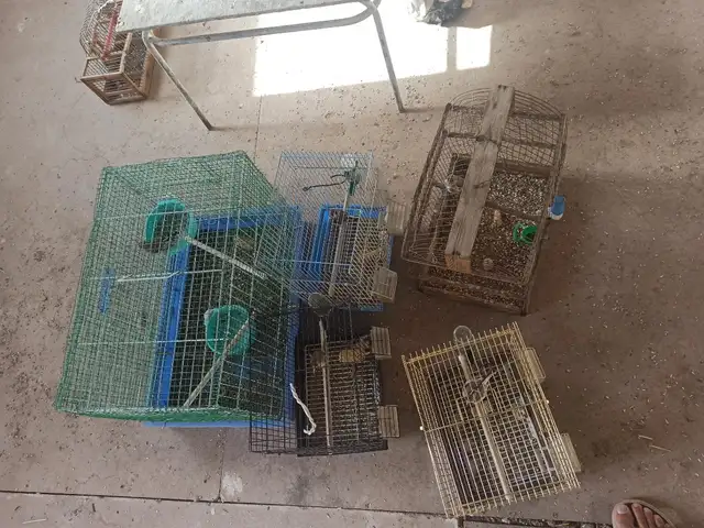Щегол, Душанбе