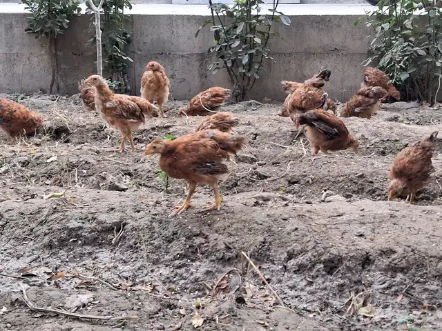Чучаи Ломан Браун, Худжанд