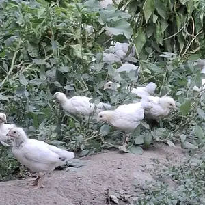 Чучаи рябушка, Бохтар (Курган-Тюбе)