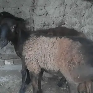 Кучкор, Худжанд