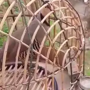 Кабк, Душанбе