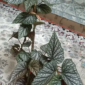 Бегония, Душанбе