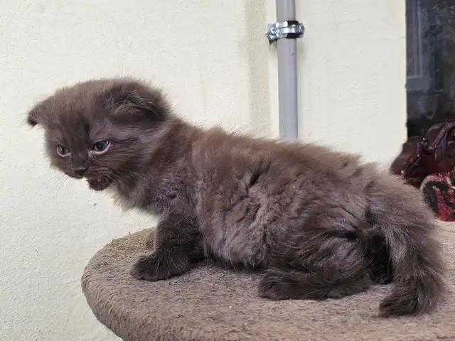 Шотландские котята, Душанбе - 4