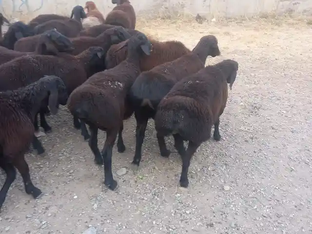 Гусфанд, Душанбе - 6
