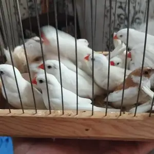 Канарейки Амадина, Турсунзаде