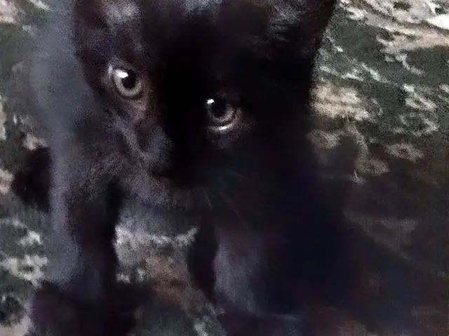 Котята даром, Душанбе