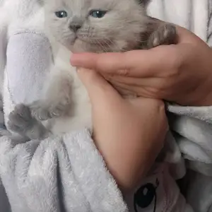 Шотландский вислоухий котенок, Худжанд