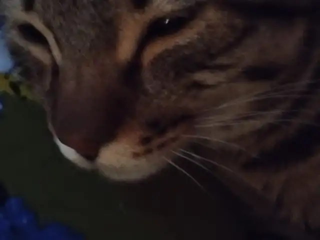 Котик, Душанбе