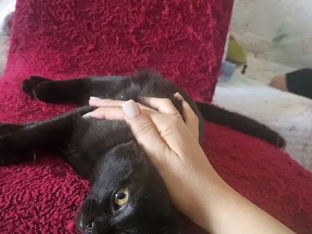 Тайский котенок, Душанбе