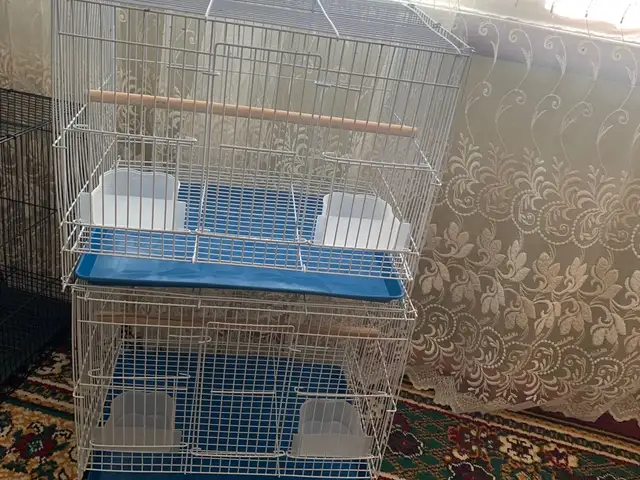 Клетка, Худжанд
