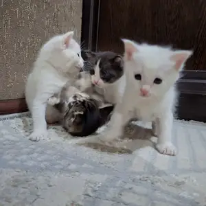 Шотландская кошка, Худжанд