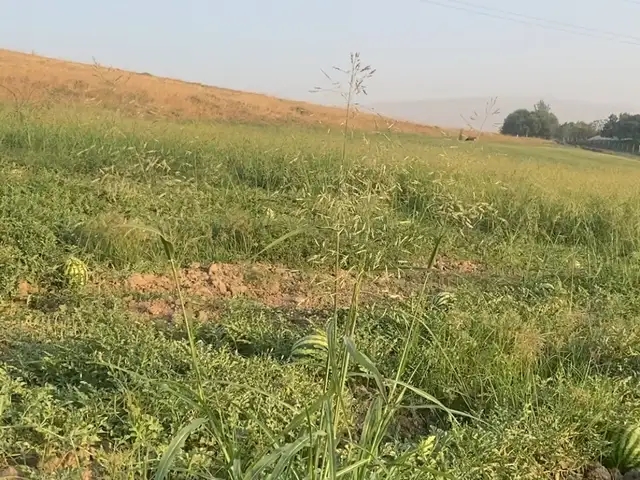 Палак, Дангара