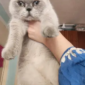 Кошка 1 сола мода, Турсунзаде