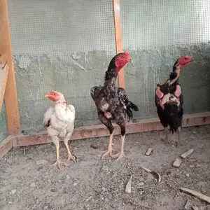 Тухми даканг, Канибадам