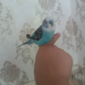 Попугай, Душанбе