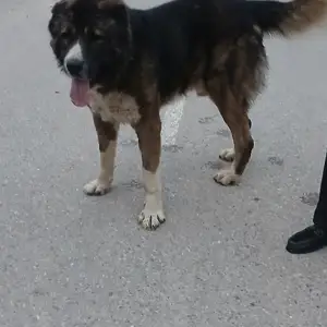 Собака алабай, Душанбе