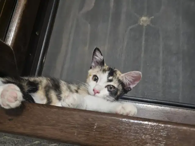 котенок в хорошие любяшие руки, Душанбе