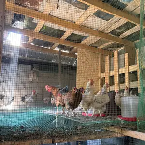 Мург, Душанбе