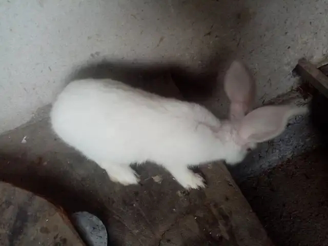 Куяни модда, Худжанд