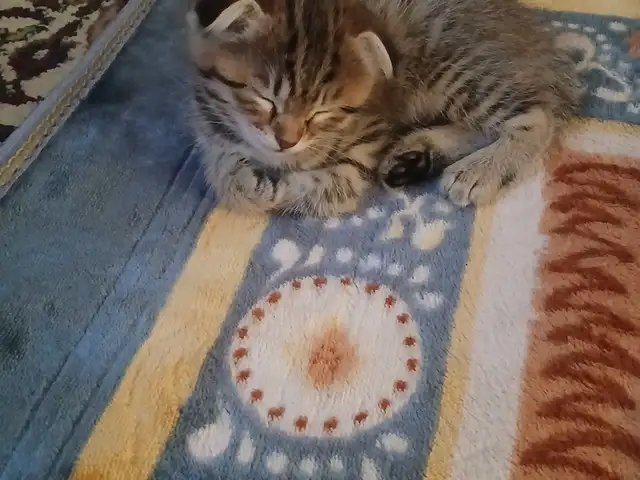 Вислоухие кошки, Хуҷанд - 5