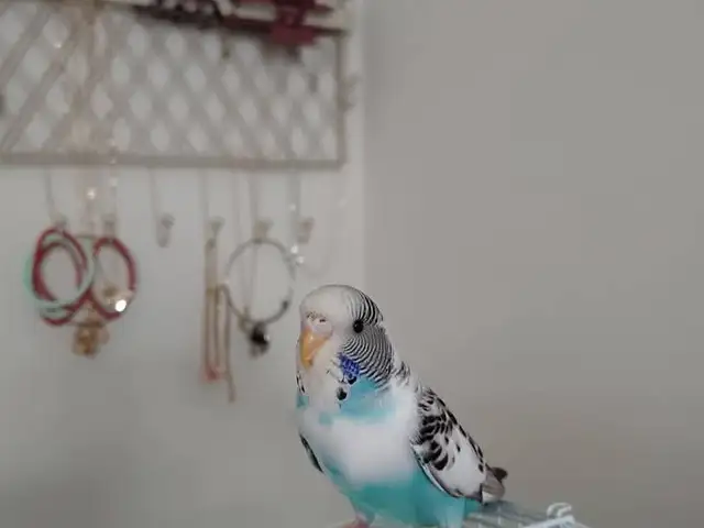 Попугай Акача, Душанбе