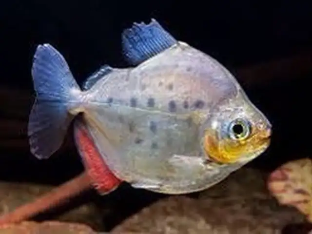 Рыбка Metynnis argenteus, Хуҷанд