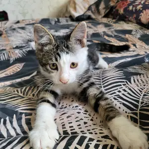 Котенок в добрые руки, Душанбе