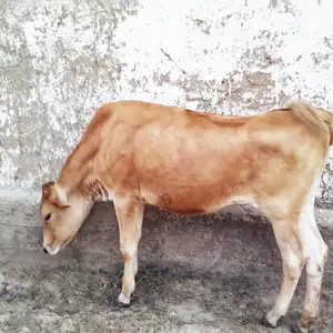 Гов, Куляб