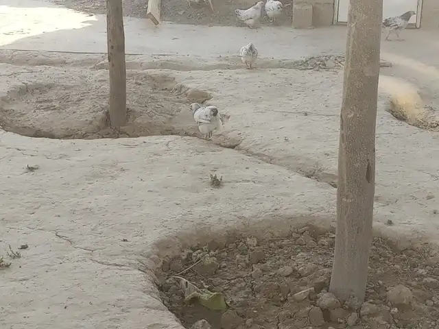 Чучахои рябушка, Турсунзаде
