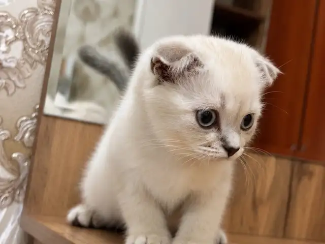 Шотландские вислоухие котята, Душанбе - 5