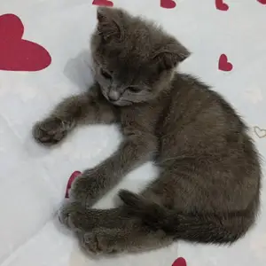 Шотландский котенок, Душанбе