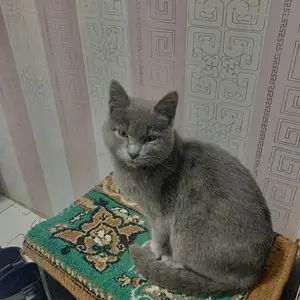 Потерялся кот, Худжанд