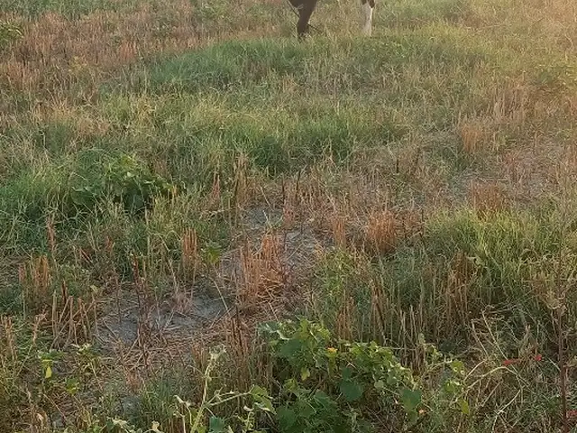 Бука, Худжанд