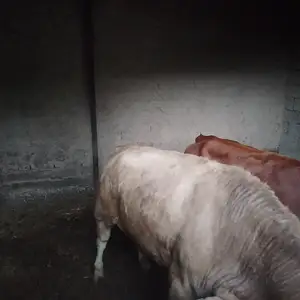 Бука, Бободжон Гафуров