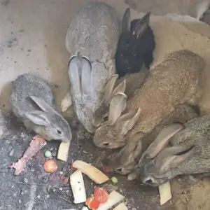 Кролики, Душанбе