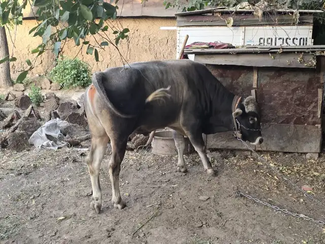 Гов, Душанбе