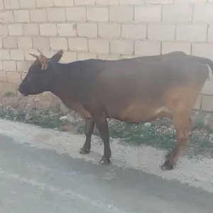 Гов, Душанбе