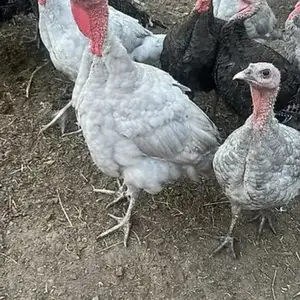 Индюки гибриди, Душанбе