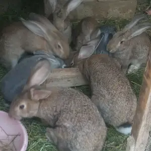 Харгуш, Душанбе