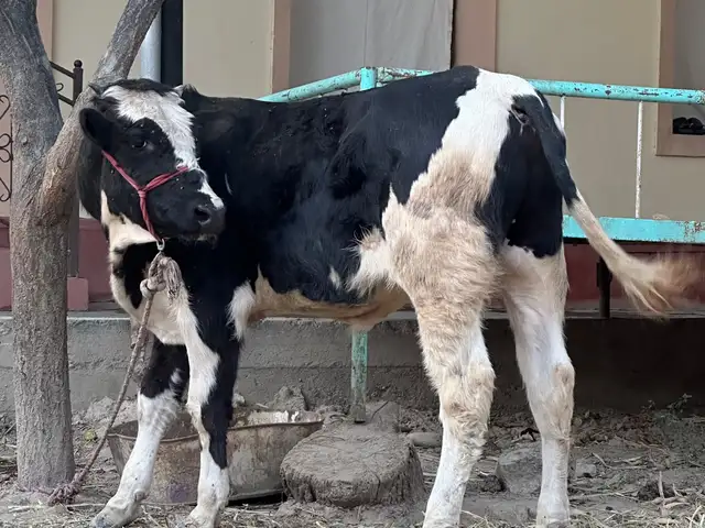 Буккача, Худжанд