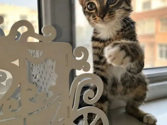 Кошки, Душанбе