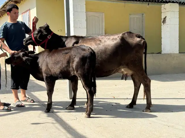 Гов, Бохтар (Курган-Тюбе)