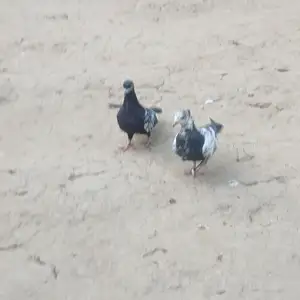Кафтар, Душанбе