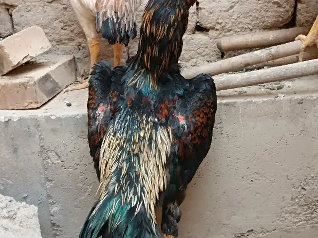 Дакан Чуча, Хуҷанд