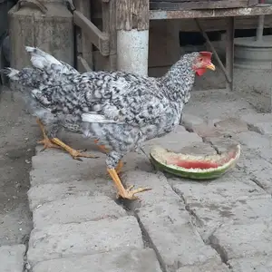 Хуруси доминант, Худжанд