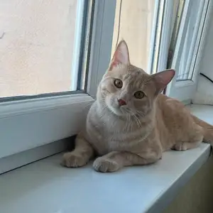 Кот, Хуҷанд