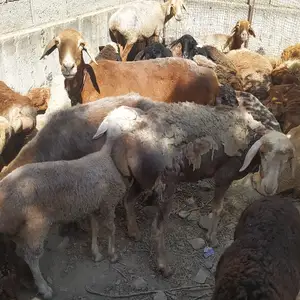 Моддабарра, Худжанд