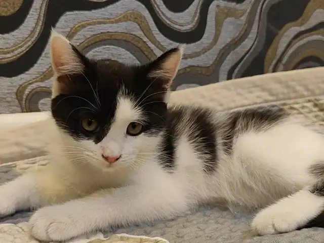 Котята метиска, Душанбе