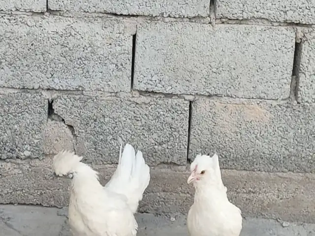 Куры Японка, Душанбе