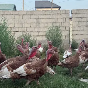 Индюк, Душанбе
